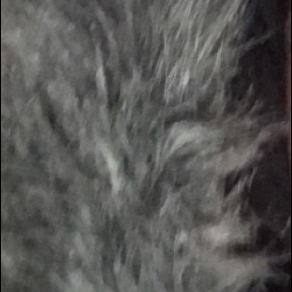 Meet your Posher, Carter - Picture 1 of 1